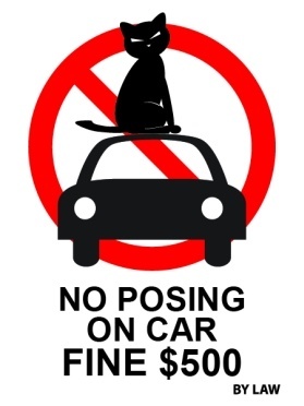 No cat posing on cars $500 fine aluminium sign